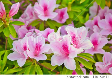 杜鵑花開了 杜鵑花開了 116150512