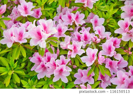 杜鵑花開了 杜鵑花開了 116150513
