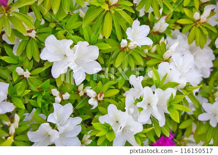 白杜鵑花 白杜鵑花 116150517