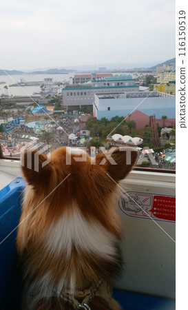 一隻狗往外看的後視圖 116150519