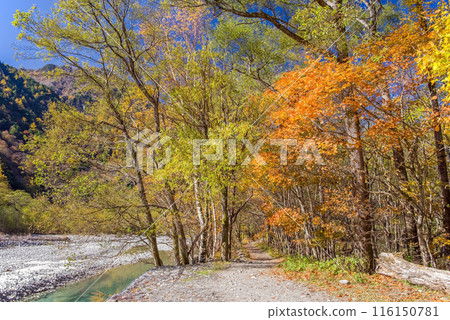 【秋天的上高地】明神河童橋⇄明神(梓川右岸路線)週邊散步道的秋景 【秋天的上高地】明神河童橋⇄明神(梓川右岸路線)週邊散步道的秋景 116150781