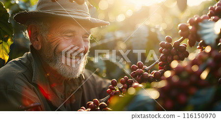 Young African American woman working out at home training using dumbbells. Workout the morning for benefits. Pretty fit adult slim girl exercising with her weights. Sport, fitness, healthy lifestyle. 116150970