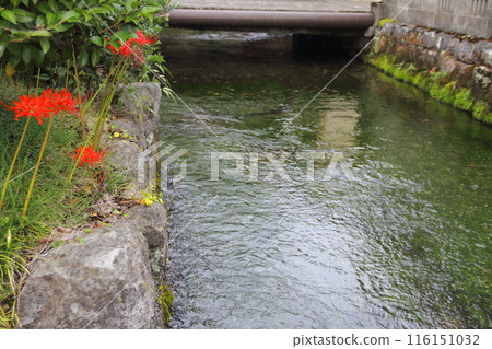 Walking along Jizo River in Samegai, 4 (Samegai, Maibara City, Shiga Prefecture) Walking along Jizo River in Samegai, 4 (Samegai, Maibara City, Shiga Prefecture) 116151032