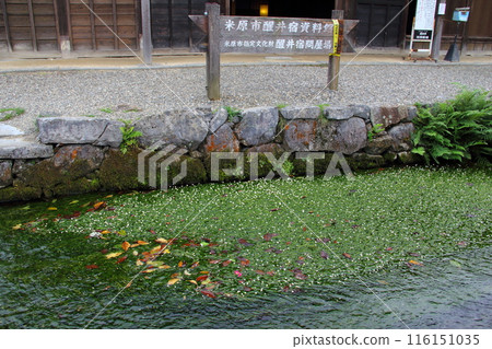地藏川散步 薩江7（滋賀縣米原市薩江） 116151035