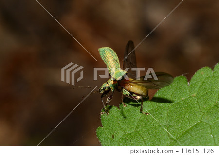 飛翔札幌市的鬍鬚象甲蟲 116151126