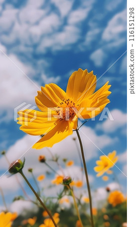 Beautiful yellow wildflowers cosmos against the backdrop of a meadow in the sun 116151298
