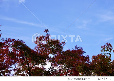 Bright red leaves and blue sky 116151309