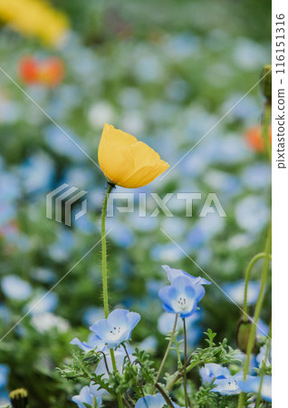 Nemophila flowers and yellow poppies 116151316