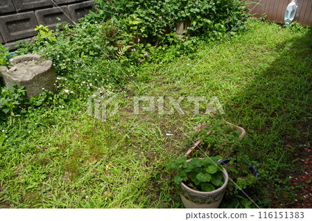被忽視的花園,雜草叢生 被忽視的花園,雜草叢生 116151383