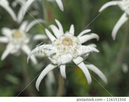 Edelweiss 116151508