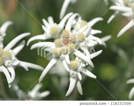 Edelweiss Edelweiss 116151509