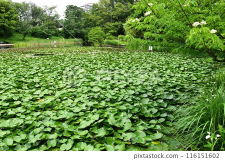 橫濱市都築區Seseragi公園的池塘、睡蓮與新綠 116151602