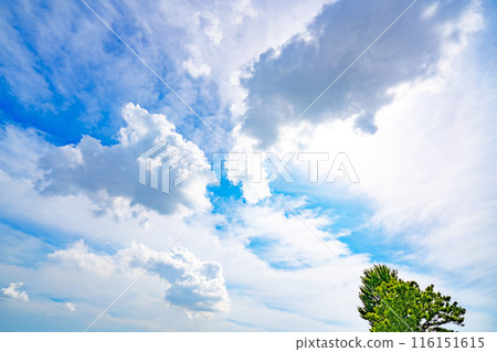 夏天的雲和樹 夏天的雲和樹 116151615