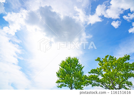 夏天的雲和樹 116151616