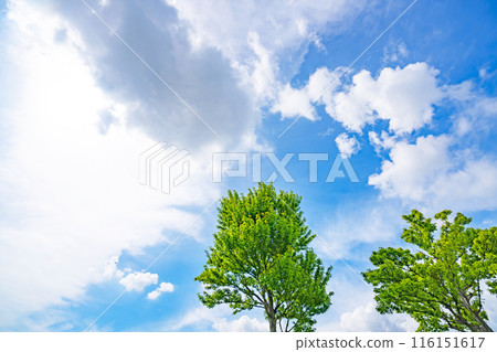 夏天的雲和樹 夏天的雲和樹 116151617