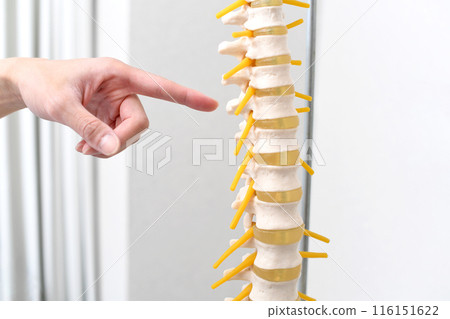 The hand of a medical professional (chiropractor) pointing at a spine model 116151622