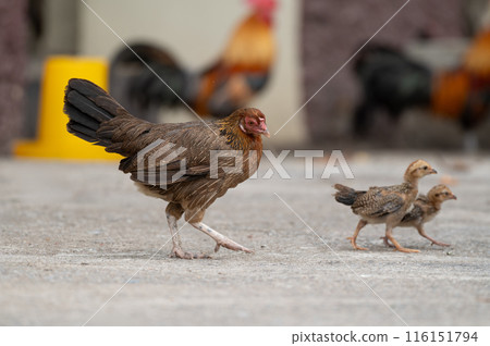 Two chicks and hen are walking.Selective focus on hen. Two chicks and hen are walking.Selective focus on hen. 116151794