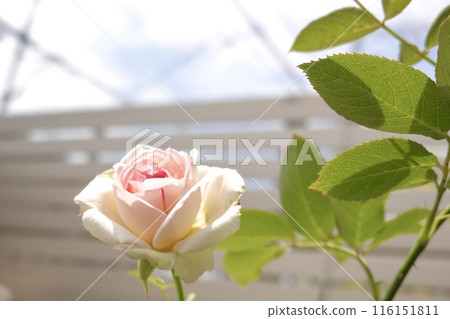 Rose Pink Pierre du Ronsard Rose Pink Pierre du Ronsard 116151811