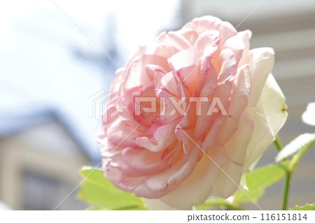 Rose Pink (Pierre du Ronsard) Rose Pink (Pierre du Ronsard) 116151814
