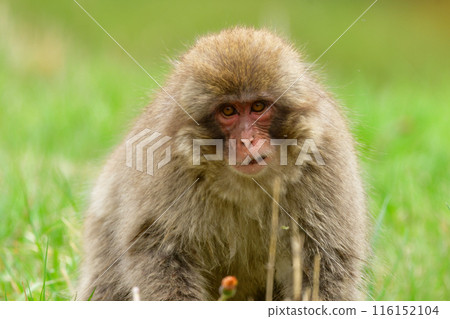 Friendly, inquisitive wild Japanese macaques can be seen near Jigokudani Onsen in Nagano Prefecture. Friendly, inquisitive wild Japanese macaques can be seen near Jigokudani Onsen in Nagano Prefecture. 116152104