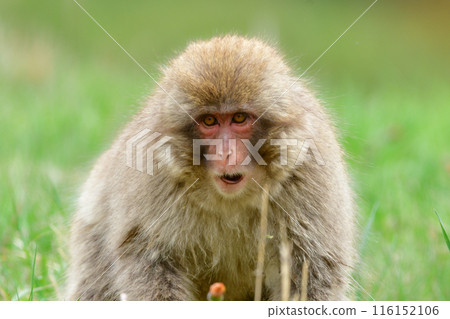 Friendly, wild Japanese macaques seen near Jigokudani Onsen in Nagano Prefecture Friendly, wild Japanese macaques seen near Jigokudani Onsen in Nagano Prefecture 116152106