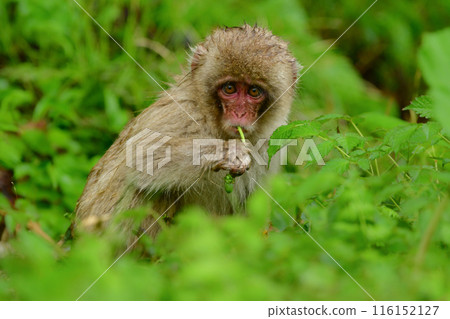 長野縣地獄谷溫泉附近看到友善的野生日本獼猴 116152127