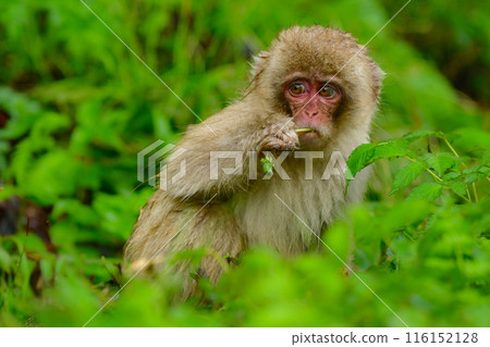 長野縣地獄谷溫泉附近看到友善的野生日本獼猴 116152128
