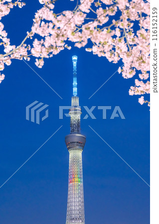Illuminated night cherry blossoms and Sky Tree 116152159