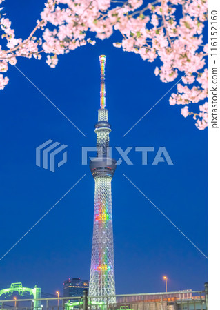 Illuminated night cherry blossoms and Sky Tree 116152160