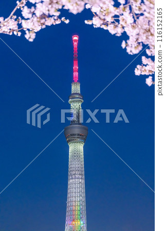 Illuminated night cherry blossoms and Sky Tree 116152165