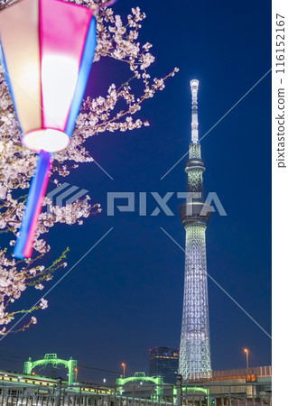 發光的夜櫻花和天空樹 發光的夜櫻花和天空樹 116152167