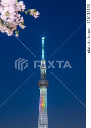 發光的夜櫻花和天空樹 發光的夜櫻花和天空樹 116152168