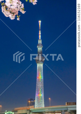 Illuminated night cherry blossoms and Sky Tree Illuminated night cherry blossoms and Sky Tree 116152169