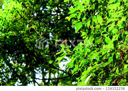 [Shizuoka] Early autumn at Kakitagawa Park: A Miyamakawa dragonfly resting on a leaf 116152236