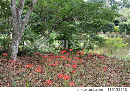 漫步在文殊菩薩花盛開的山間寺廟 - 15（大智寺、臨濟宗妙心寺） 116152358