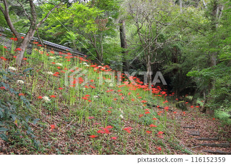 漫步文殊菩薩花盛開的山寺 - 16（臨濟宗妙心寺派大地寺） 116152359