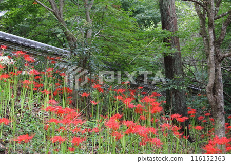 A stroll around a mountain temple where the spider lilies bloom: 18 (Daichiji Temple, Rinzai sect, Myoshinji school) 116152363