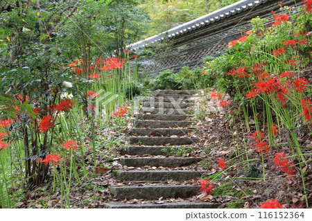 漫步文殊菩薩花盛開的山寺 - 19（臨濟宗妙心寺派大地寺） 116152364