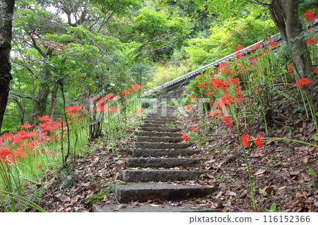 在曼珠莎花開的山間寺廟20（大智寺、臨濟宗妙心寺） 116152366
