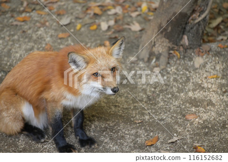 棗狐村的狐狸 116152682