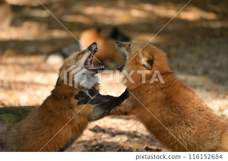 藏王狐狸村的狐狸打架 116152684