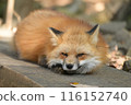 A fox sleeping comfortably at Zao Fox Village 116152740