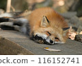 A fox sleeping comfortably at Zao Fox Village 116152741