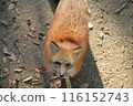 Fox in Zao Fox Village 116152743