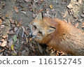 Fox in Zao Fox Village 116152745