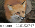Fox in Zao Fox Village 116152747