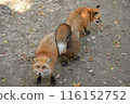 Friendly foxes from Zao Fox Village 116152752