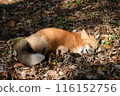 A fox sleeping comfortably at Zao Fox Village 116152756