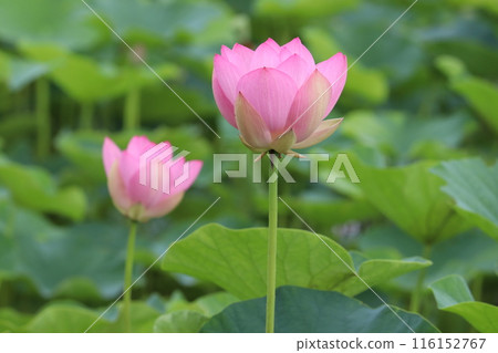 風景與蓮花 風景與蓮花 116152767