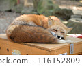 A fox sleeping comfortably at Zao Fox Village 116152809